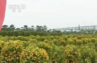 广州：春节临近 年桔、绿植再度成为节前热销品