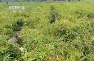 贵州正安：大力发展辣椒产业 带动农户增收