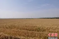 2021年河南粮食总产量逾1308亿斤 因灾减产逾56亿斤
