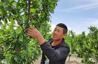 赵洪民的“果香致富路”：幸福“贵妃”李 甜出小康味