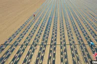 亩栽近8000株 邯郸曲周棉花种植实现全程机械化