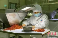山西长子富民“良方” 蒲公英食药兼用“茁生”大产业