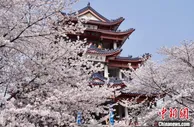 无锡国际赏樱周重启 中外友情再升温