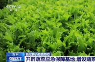 吉林省开辟55家蔬菜应急保障基地 增设蔬菜中转站 帮助老百姓拎稳“菜篮子”