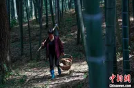 安徽歙县“问政山笋”带活“竹园经济”