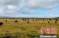 青海打造世界牦牛种源基地
