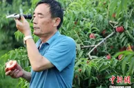 河北平乡万亩果林飘香  结出致富“金果果”
