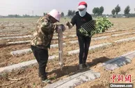 山西屯留特色产业从无到有：两万多人种火红辣椒过红火日子