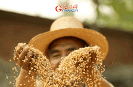 【动态海报】保障全年粮食丰收，这些支持政策明确了！