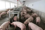 农业农村部：收紧屠宰环节保障肉品安全入市