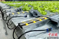 自动匹配作物生长条件 浙江宁波智能科技加码现代农业