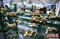 第三届中国食用菌产业博览会福州开幕