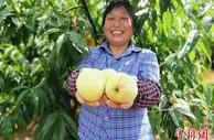 中国水蜜桃之乡浙江奉化举行桃王争霸赛 获奖桃子义卖