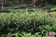 安徽黄山探索“家茶野栽”守住青山收获“金山”