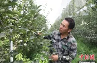 为果树穿上防雹网 浙江台州援疆助果农守护“致富果”