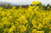 2021湖南油菜花节启幕 农旅融合助推乡村振兴