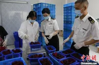 今年首批浙江台州杨梅出口欧洲 “速递”江南时令美味