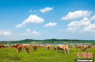 破解秸秆焚烧难题 农业大省吉林实施“秸秆变肉”工程