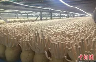 甘肃甘州：戈壁滩“炫富”引企“西游”
