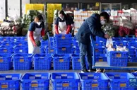 疫情来袭 “菜篮子”拎得稳吗？——探访西安蔬菜供应基地