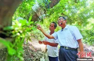 借力科技“种瓜得豆” 广州增城农户种荔枝得“仙草”