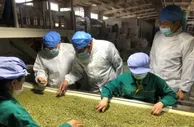 甘肃农产品走俏“一带一路”沿线 持续拓出口“朋友圈”