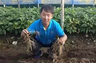 “百草之王”的“破圈”之路：从中国东北走向世界