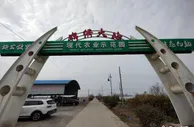 探访大丰农业基地：让上海市民吃到新鲜“苏”菜