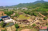 赣北乡村振兴见闻：念好“山字经” 荒坡变“银行”