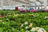 兰州新区科技拓荒育“智慧田园”：荒凉黄土地变“花菜篮子”