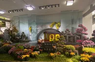 长三角菊花精品展启幕 近千种精品菊亮相浙江杭州