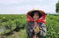 苏州乡间的阿里山茶香