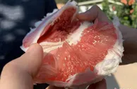 广东梅州30万亩蜜柚成熟 预计产量达50万吨