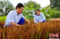 能吃还好看！新疆兵团企业引进试种“彩稻”长势良好