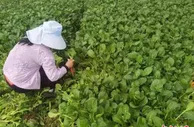 (上海战疫录)“安疫保”“复工保”提供保障   解复工复产企业后顾之忧