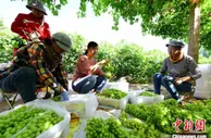 甘肃敦煌大漠绿洲“话丰年”：缤纷瓜果“你方唱罢我登场”