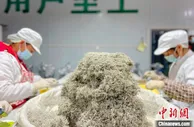 湖北来凤：土家农民借藤茶一“叶”致富