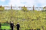 RCEP助力中国榨菜远销日韩