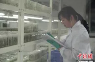 重庆巫溪：庄稼地里种出“芯”土豆