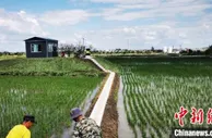 吉林家庭农场长出“科技树” 农忙时节“不复返”