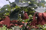 央企助力乡村振兴，“风车花海”背后的产业帮扶路