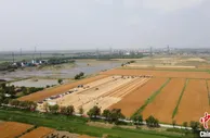 天津178万亩小麦喜迎丰收
