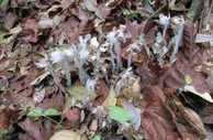 广东首次发现“幽灵之花”球果假沙晶兰