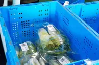 浙江农业“双强行动”：科技强农、机械强农助推共富