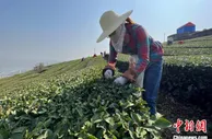 湖北五峰：茶叶炒制不炒作 推出百元惠民茶