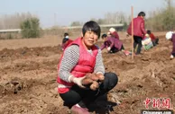 河北平乡：种地农民变“股东”走上共同富裕路