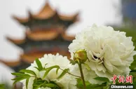 甘肃临夏邀山东菏泽论牡丹 冀从“美丽经济”进阶“有颜有料”