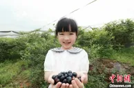（人民幸福生活）湖南望城千亩荒山变飘香果园 村民共享幸福果实