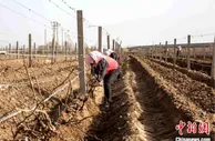 中国最大酿酒葡萄集中连片产区拉开种植季序幕