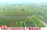 山西朔州：冬播谷子试验田迎丰收 产量高品质优